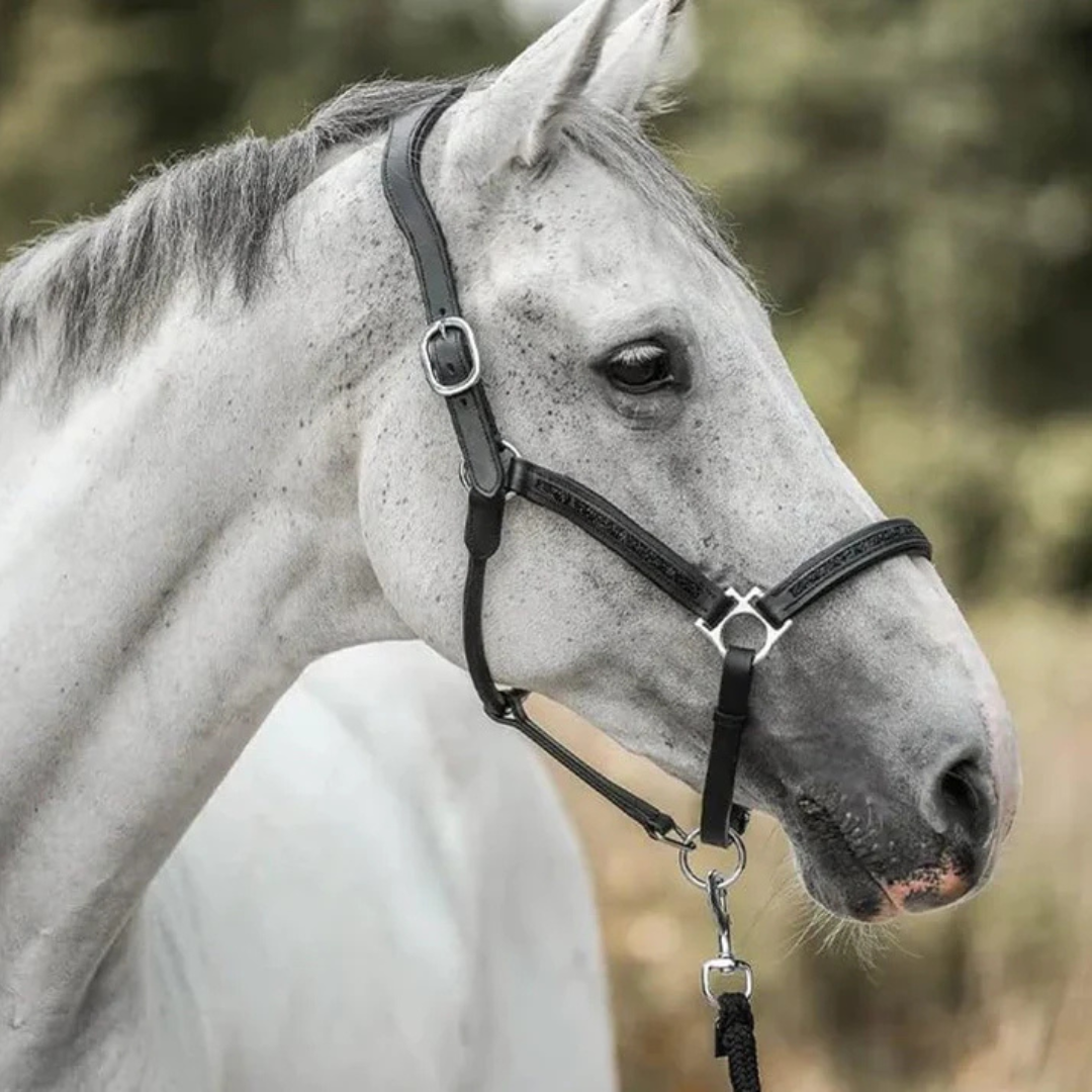 HorseChristmas™ | The Countdown for Real Horse Lovers