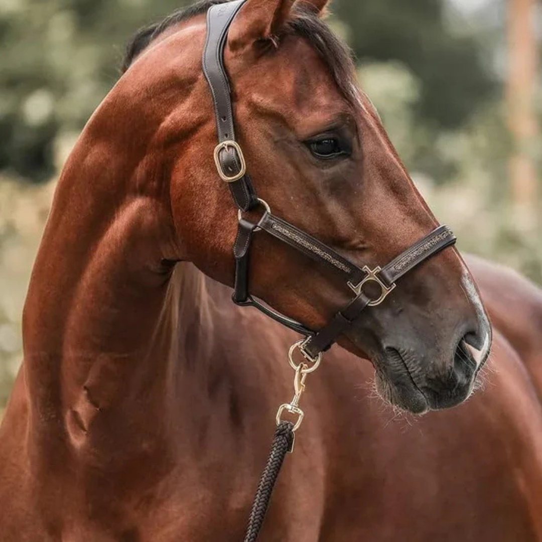 HorseChristmas™ | The Countdown for Real Horse Lovers